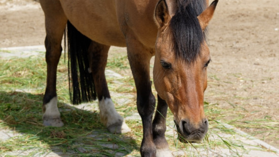 Vall&eacute;e de la Roya : 17 000 euros r&eacute;colt&eacute;s pour sauver une pouliche, la cagnotte au c&oelig;ur d&rsquo;un conflit