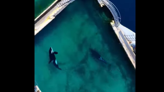 "Vous savez parfaitement qu'il n'existe aucune autre solution" : le gouvernement appelé à l'aide par Marineland au sujet de ses orques "Vous savez parfaitement qu'il n'existe aucune autre solution" : le gouvernement appelé à l'aide par Marineland au sujet de ses orques