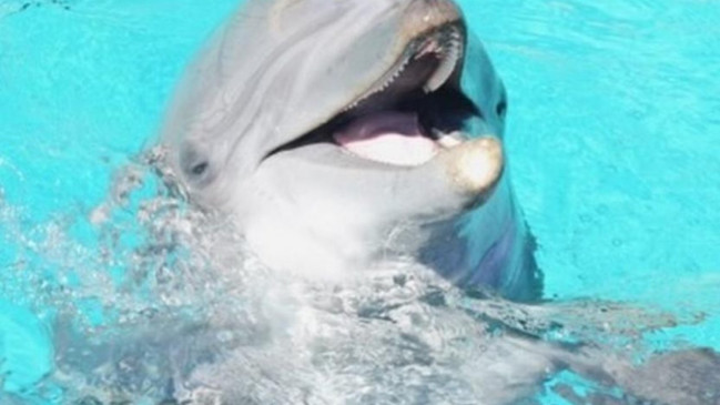 Les dauphins de Marineland transférés à Beauval, les orques sous surveillance Les dauphins de Marineland transférés à Beauval, les orques sous surveillance