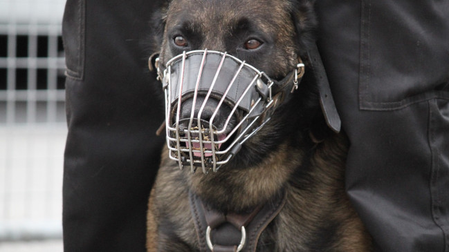 Nice : la police municipale va renforcer sa brigade canine avec 14 chiens de service
