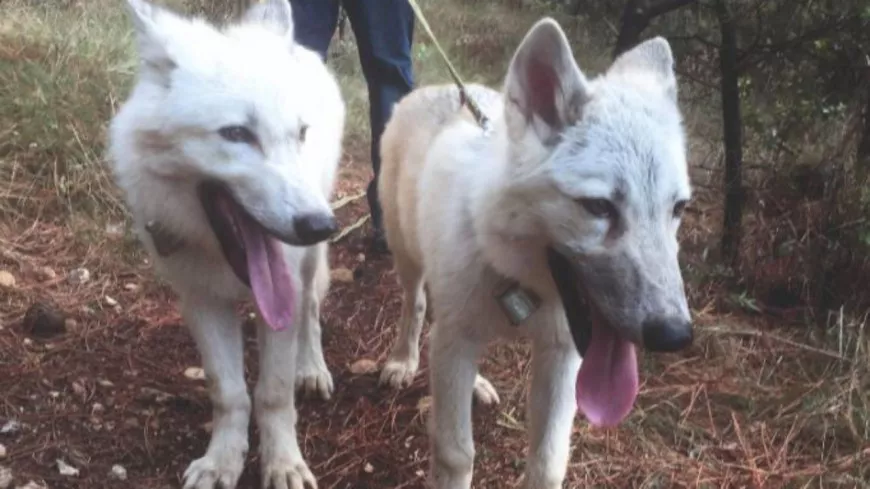 Deux loups retirés à leur famille à Mouans-Sartoux, plus de cent personnes mobilisées en soutien