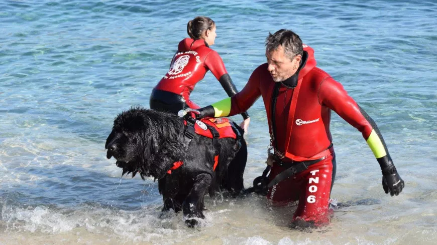 Les chiens sauveteurs vont avoir leur concours ce week-end à Antibes