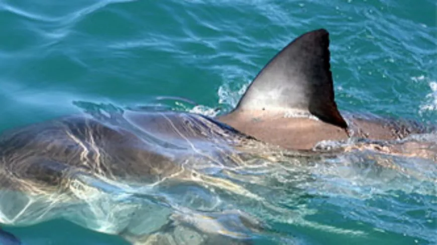 Près de Nice : il croit apercevoir des requins à Antibes