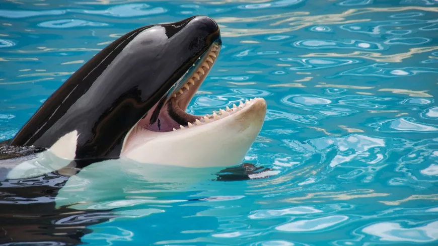 Marineland : mort d'une orque, la deuxième en cinq mois