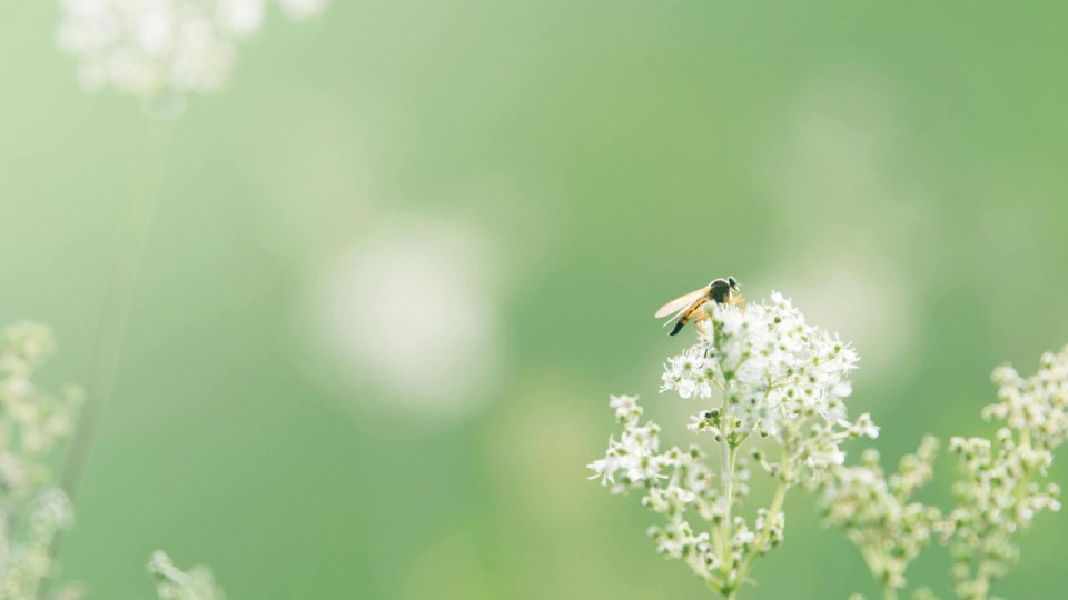&Agrave; Nice, premier &eacute;pisode d&rsquo;allergies aux pollens : le risque tr&egrave;s &eacute;lev&eacute; selon AtmoSud