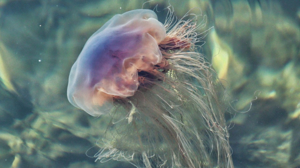 C&ocirc;te d'Azur : les m&eacute;duses violettes de retour, attention aux piq&ucirc;res