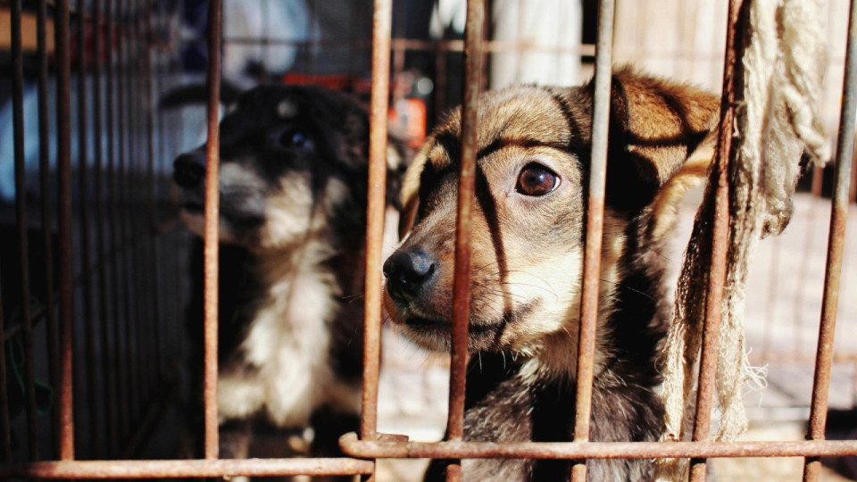 Deux chiens victimes de maltraitance retir&eacute;s &agrave; leur propri&eacute;taire &agrave; Nice
