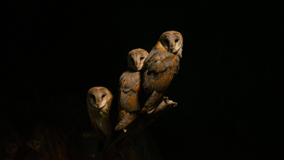 Douze hiboux petit-duc rel&acirc;ch&eacute;s au col de Vence