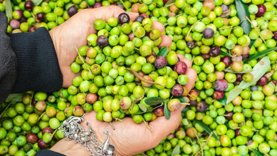 Huiles d&rsquo;olive import&eacute;es : les producteurs de la C&ocirc;te d'Azur en col&egrave;re