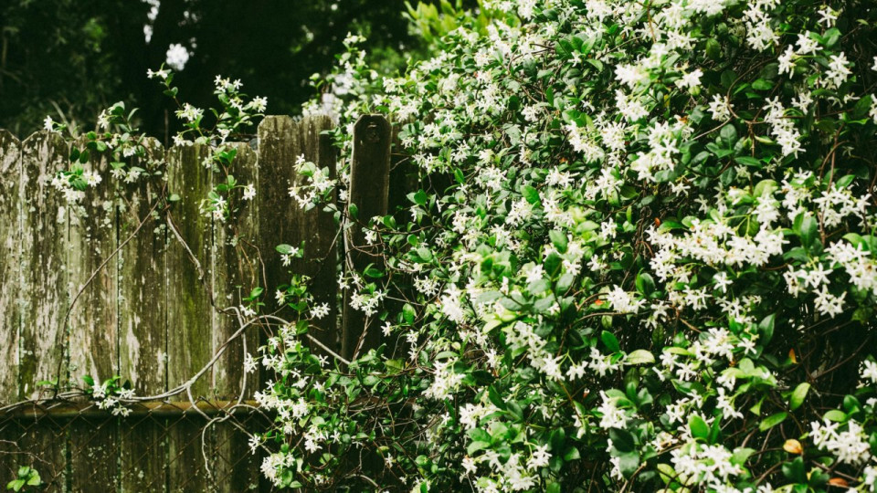 Trois jours de fête parfumée et fleurie pour célébrer le jasmin à Grasse