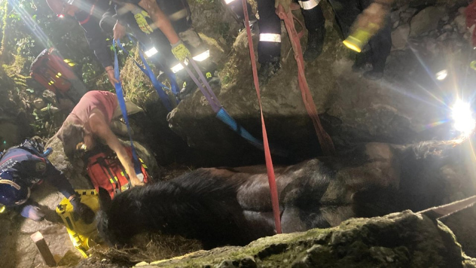 Un cheval de 800 kg coinc&eacute; dans un vallon : op&eacute;ration d&eacute;licate &agrave; La Boll&egrave;ne-V&eacute;subie