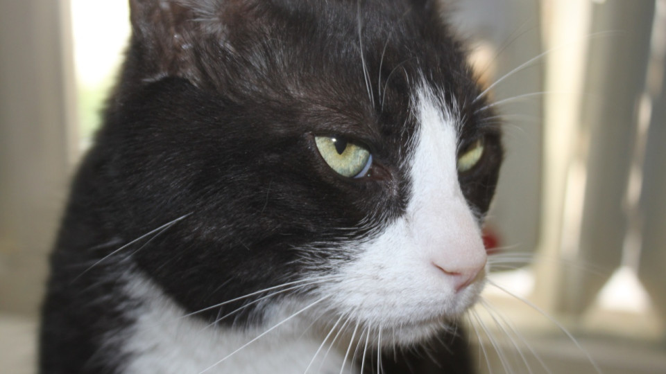 Les habitants du quartier de Mont-Boron à Nice soupçonnent un tueur en série d’animaux Les habitants du quartier de Mont-Boron à Nice soupçonnent un tueur en série d’animaux