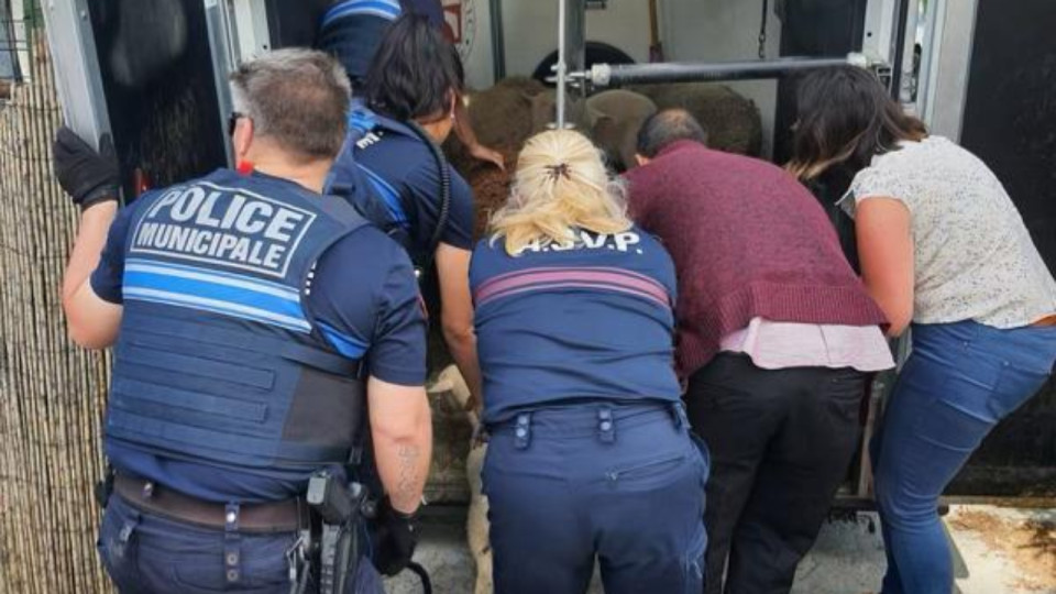 Nice : un abattoir clandestin et son élevage démantelés