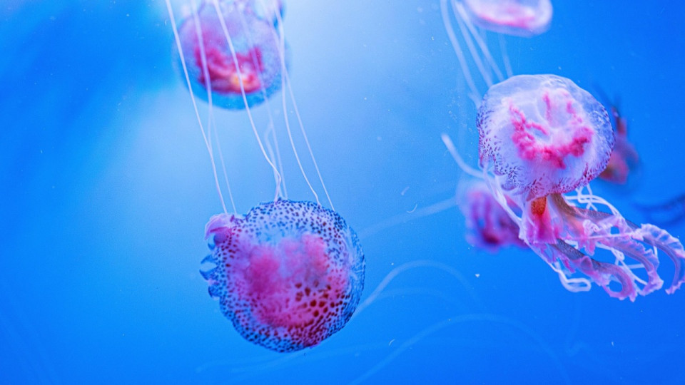 Alerte aux méduses sur la Côte d'Azur