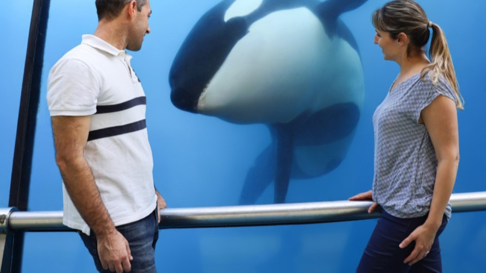 Antibes : le gouvernement surveille l'état de santé des orques au parc Marineland
