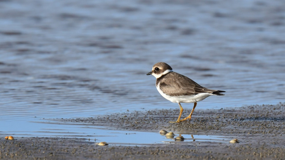Attention aux œufs sur les plages azuréennes