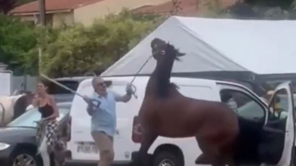 Cheval frappé dans les Alpes Maritimes : des associations portent plainte