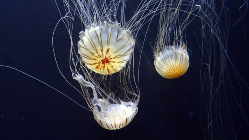 Des méduses pour fertiliser les plantes