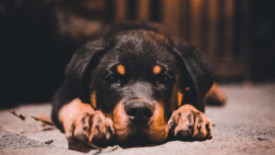 Le joggeur attaqué par deux rottweilers témoigne