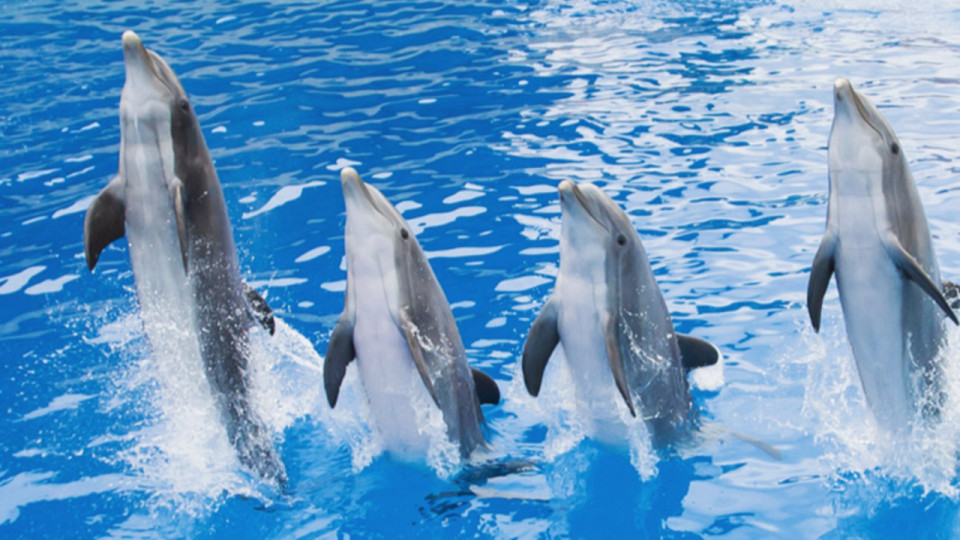 Le zoo de Beauval renonce finalement &agrave; accueillir les dauphins du Marineland d&rsquo;Antibes