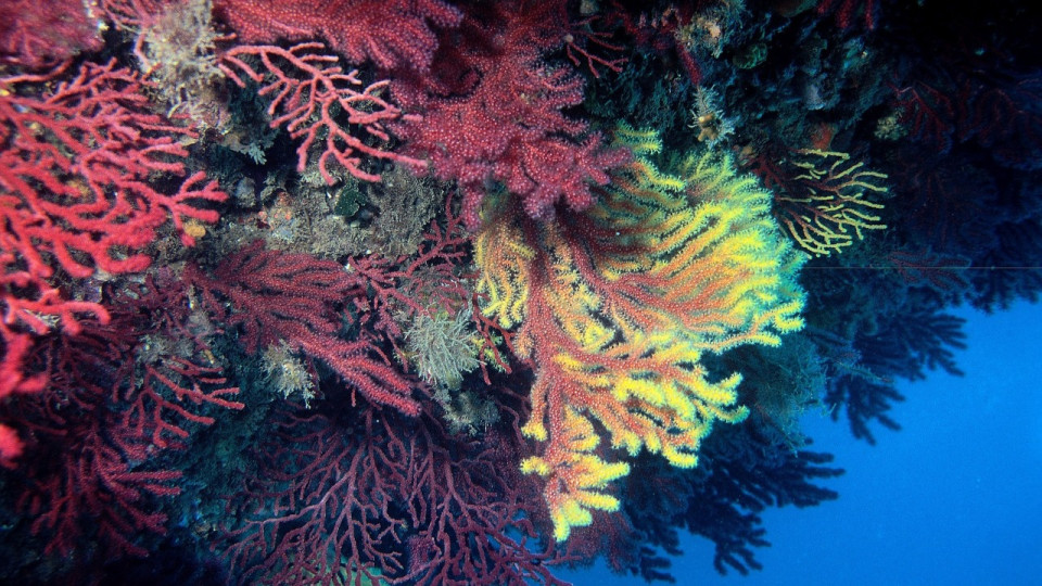 Les gorgones méditerranéennes en danger