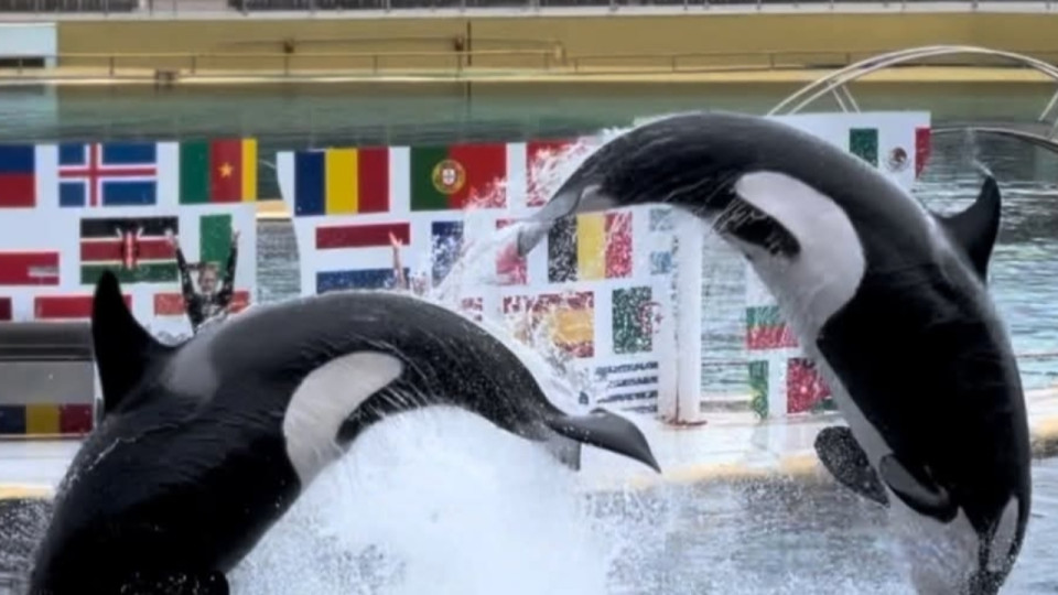 Marineland : le transfert de deux orques au Japon bloqu&eacute; par le gouvernement
