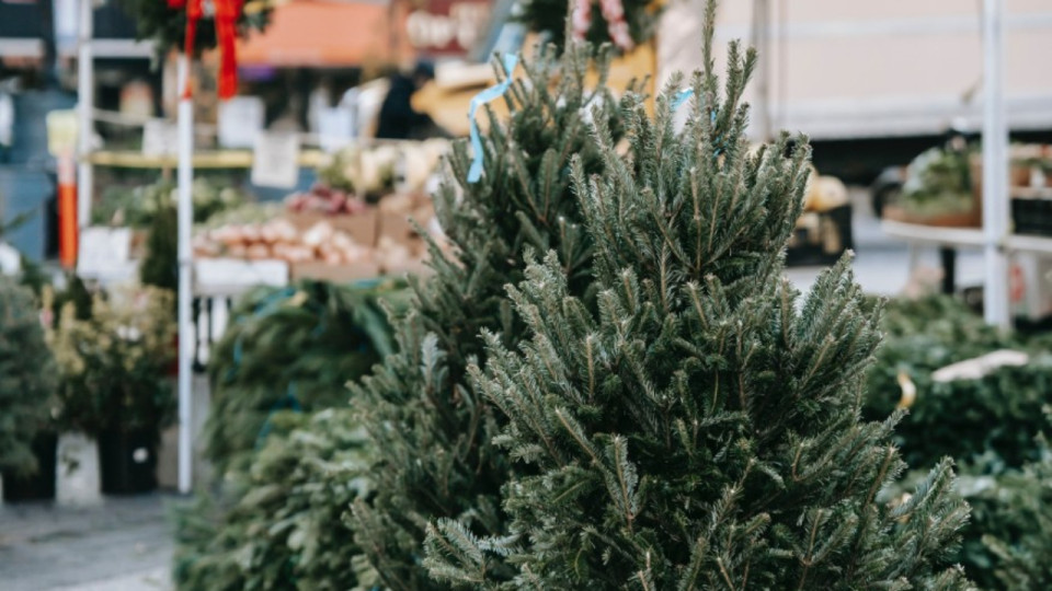 O&ugrave; jeter son sapin apr&egrave;s les f&ecirc;tes ?