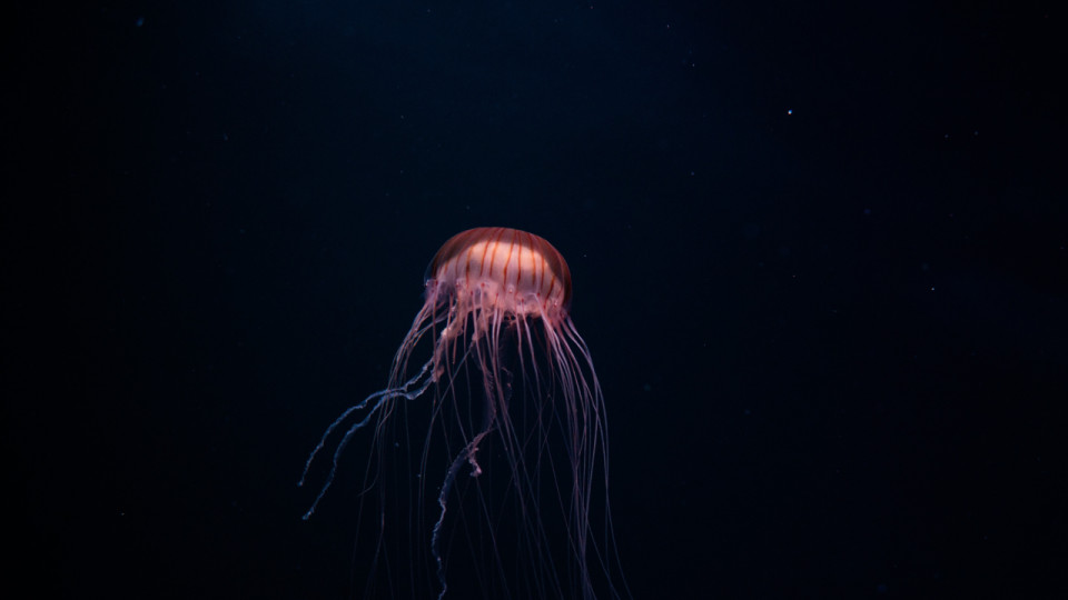 Plus d’une quinzaine de piqûres de méduse à Nice depuis dimanche