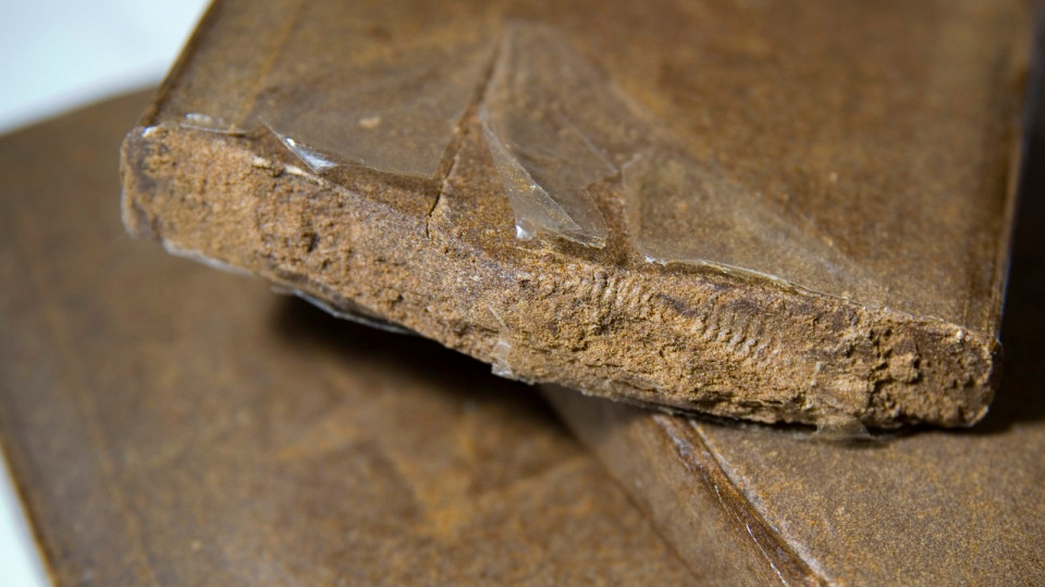 “Ubershit” à Nice : démantèlement d’un réseau de drogue, plus de 70 kilos de cannabis saisis