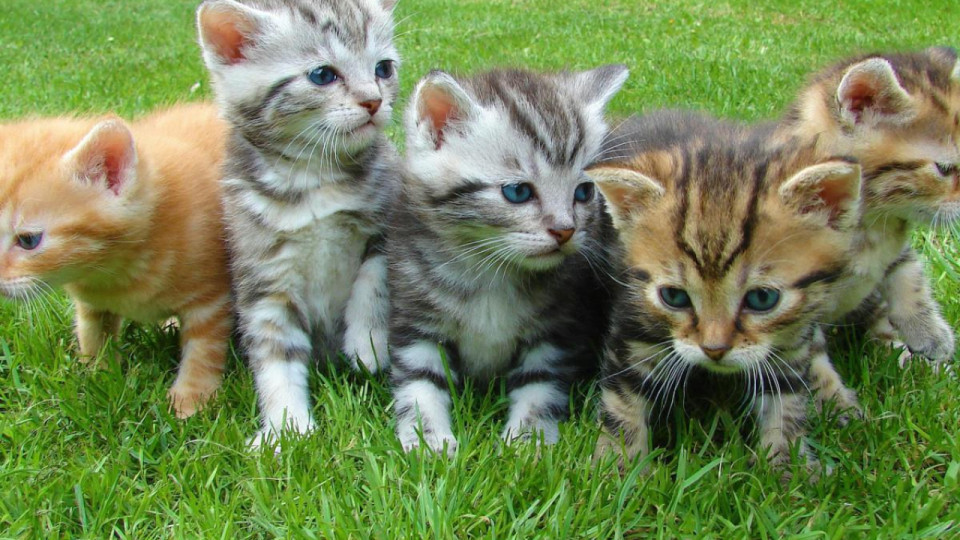 Une association animaliste ni&ccedil;oise relax&eacute;e