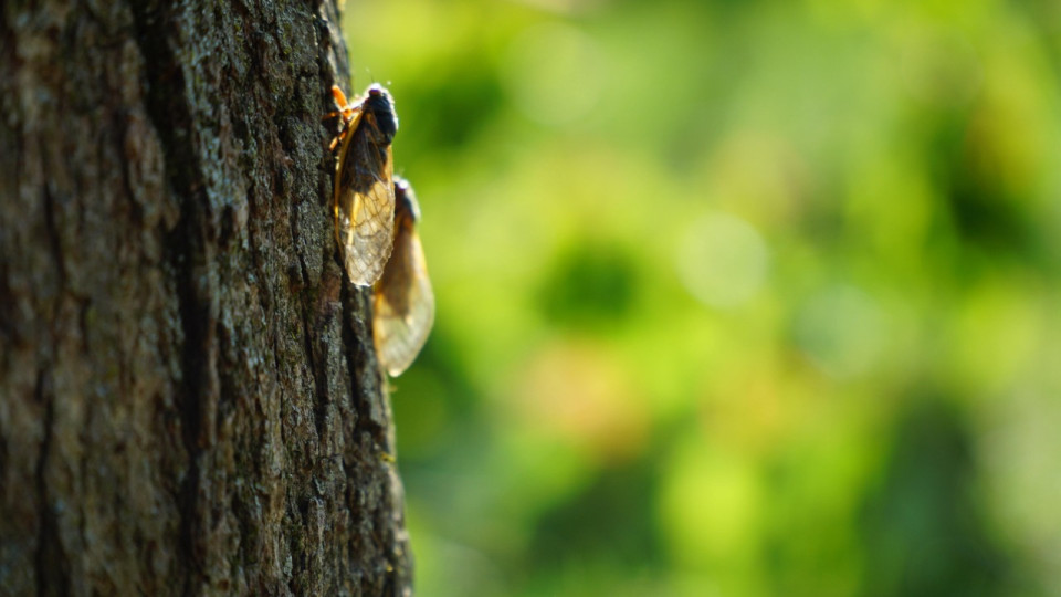 Une carte collaborative pour repérer les cigales à Nice