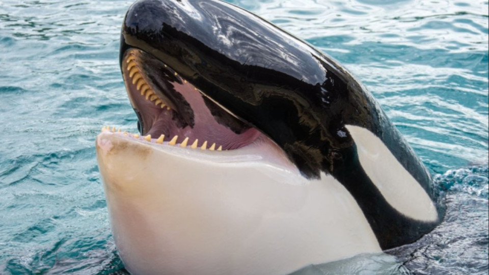 Une orque de Marineland Antibes décède brutalement