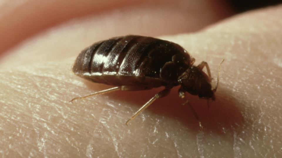 Une plateforme web pour lutter contre les punaises de lit